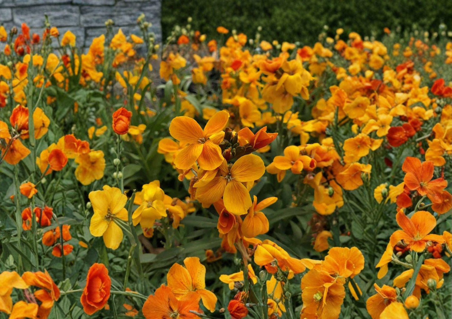 Siberian Wallflower Seeds - 100 Bright Orange Cheiranthus Allionii Seeds for Fast-Growing Garden Borders