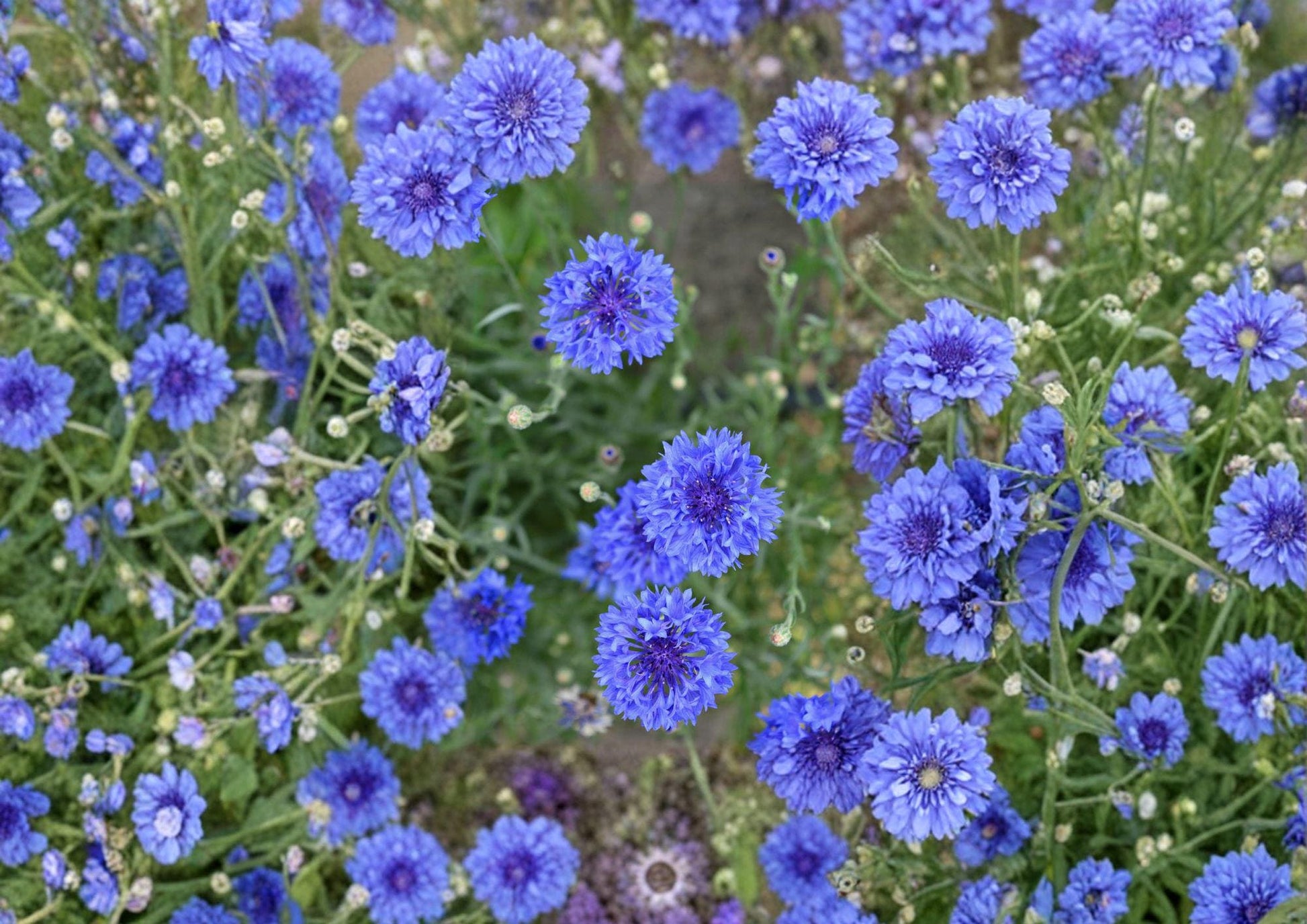 Blue Bachelor's Button Seeds - 100 Count - Vibrant Cornflower Blooms - Easy to Grow Garden Flower (Centaurea cyanus)