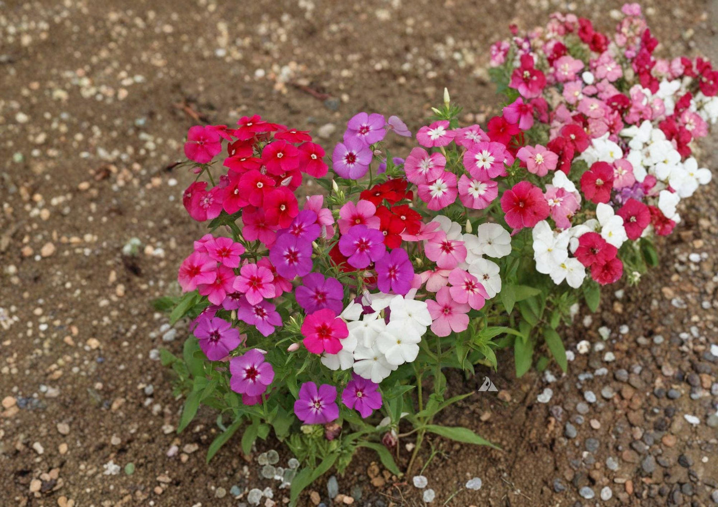 Annual Phlox Seeds - Star Shaped Flower Seeds for Summer Garden - Phlox Drummondii - Bloom Haven Nursery