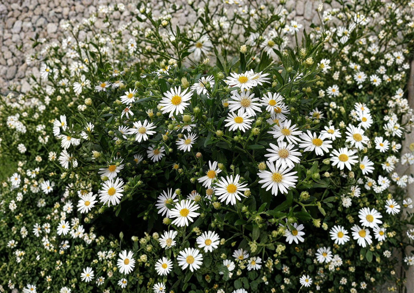 Heath Aster Seeds - 100 Native White Flower Seeds for Fall Garden - Aster ericoides
