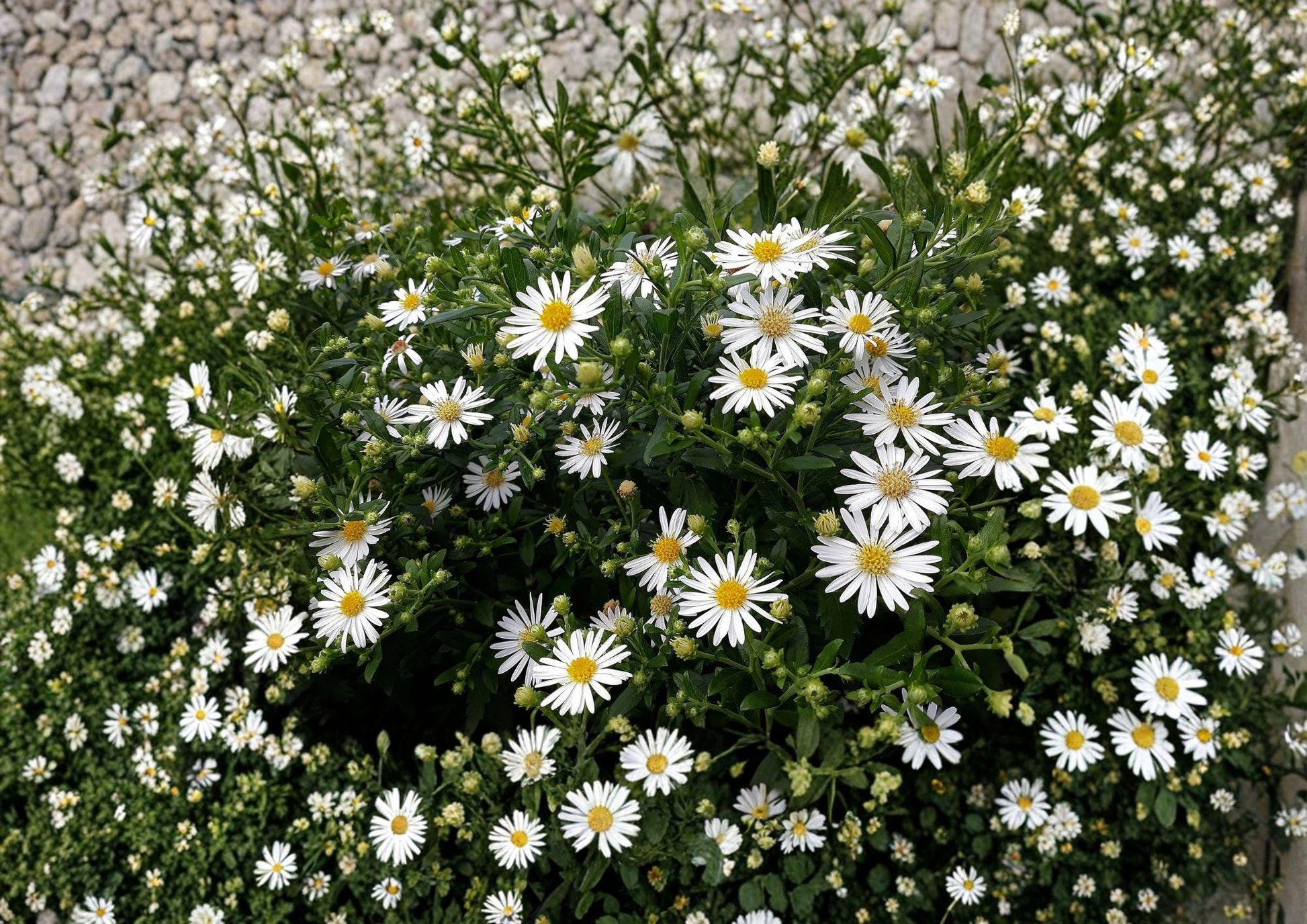 Heath Aster Seeds - 100 Native White Flower Seeds for Fall Garden - Aster ericoides