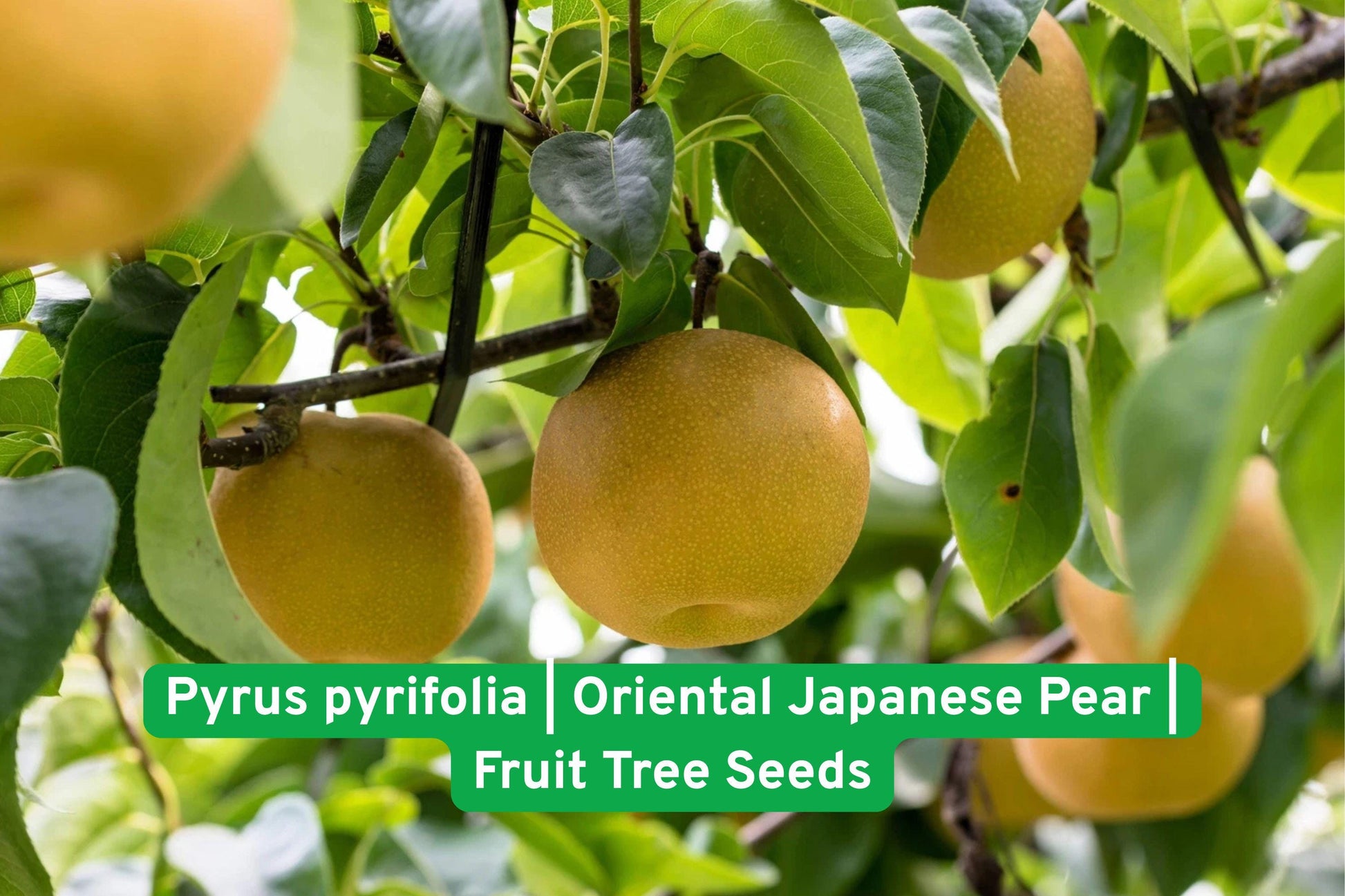 Pyrus pyrifolia Seeds | 30 Asian Pear Tree Seeds | Oriental Japanese Pear | Crisp Sweet Fruit | Perfect for Home Orchards