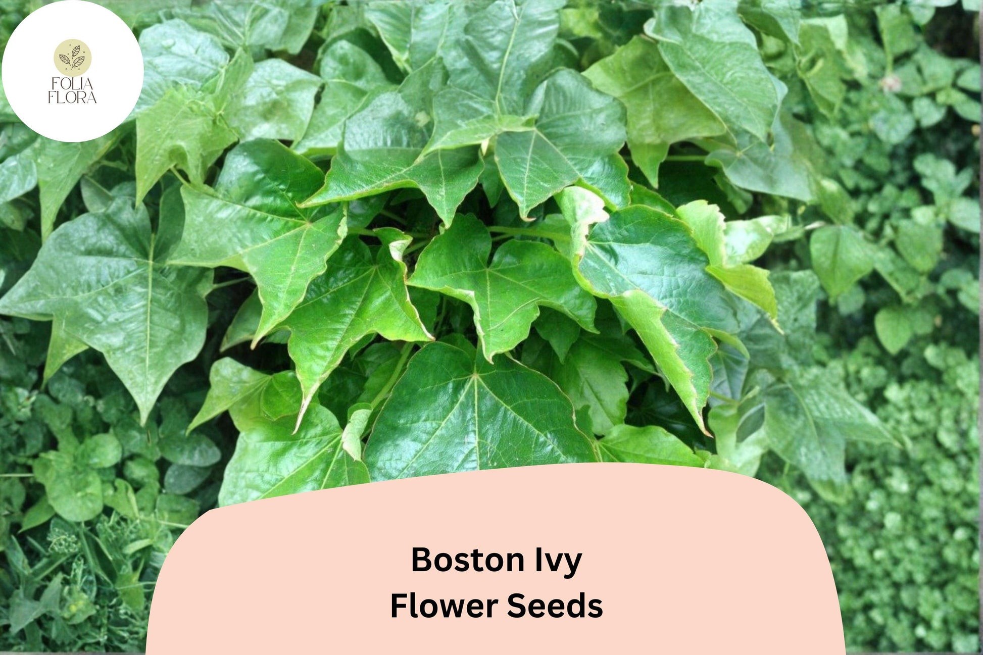 Boston Ivy Seeds - 10 Pack Parthenocissus tricuspidata | Fast Growing Climbing Vine for Walls & Fences