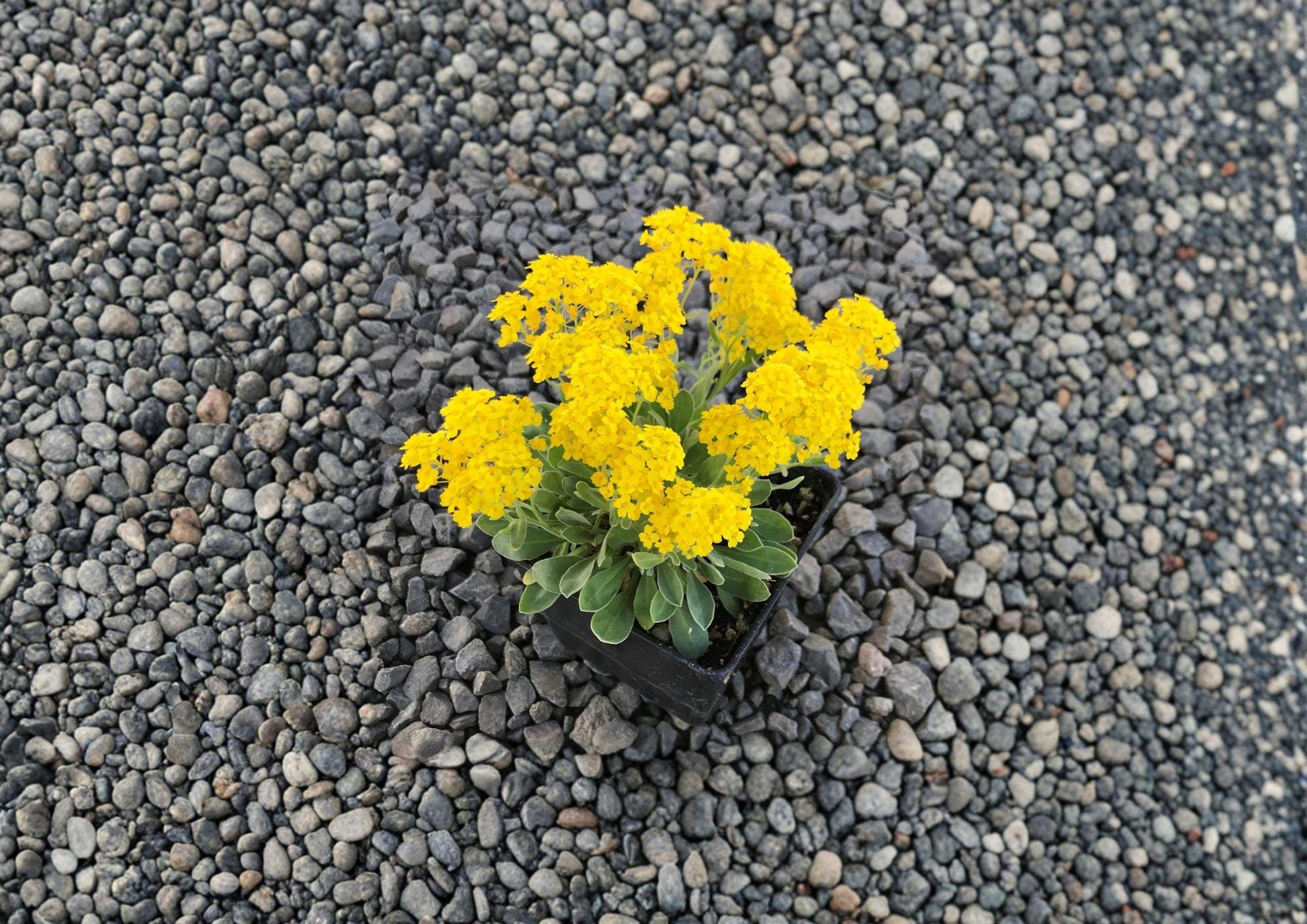 Basket of Gold Seeds - 100 Bright Yellow Flower Seeds for Rock Gardens - Fast Growing (Aurinia saxatilis)