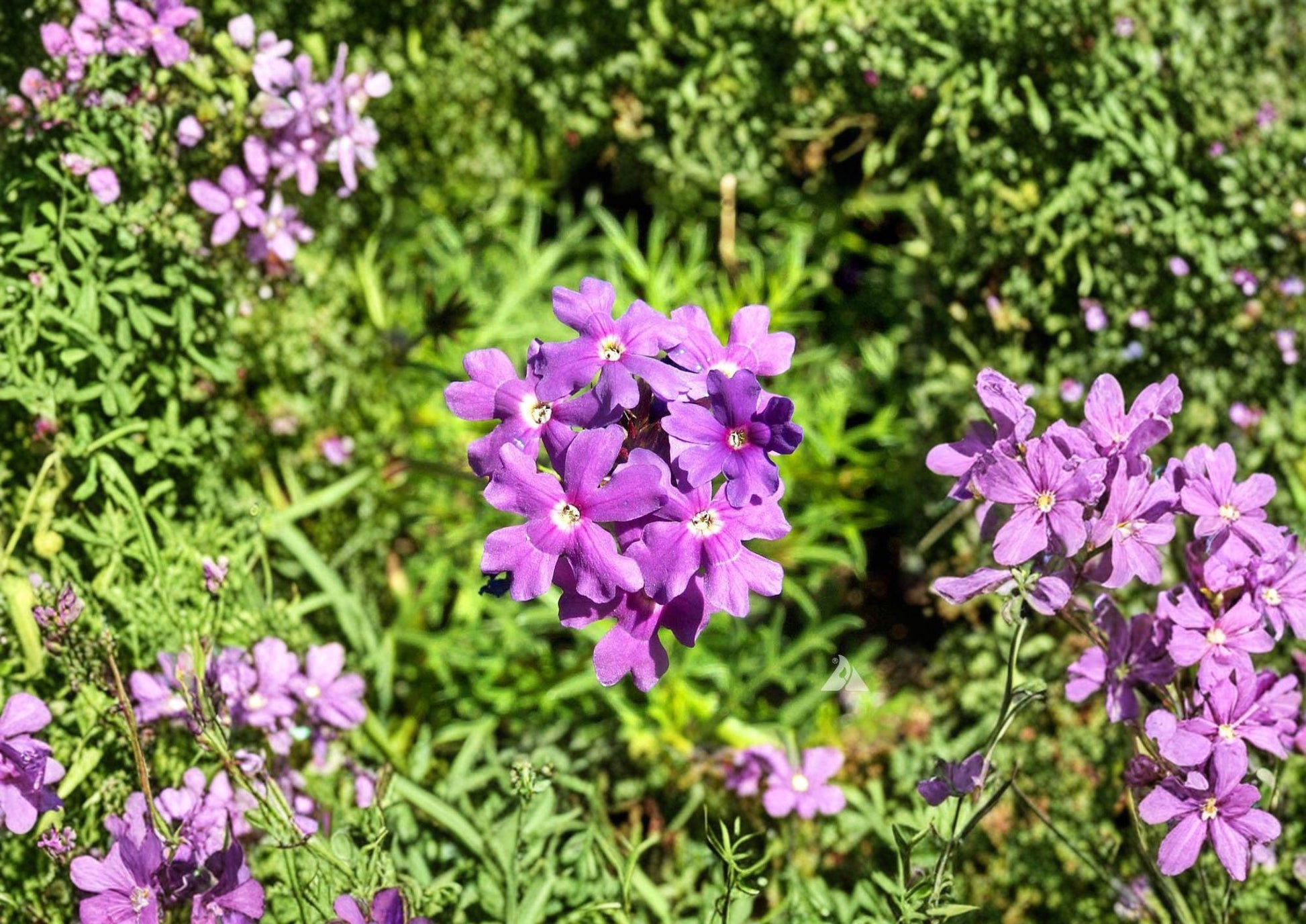 Moss Verbena Seeds - Low Growing Purple Pink Flowers for Summer Garden - Verbena bonariensis