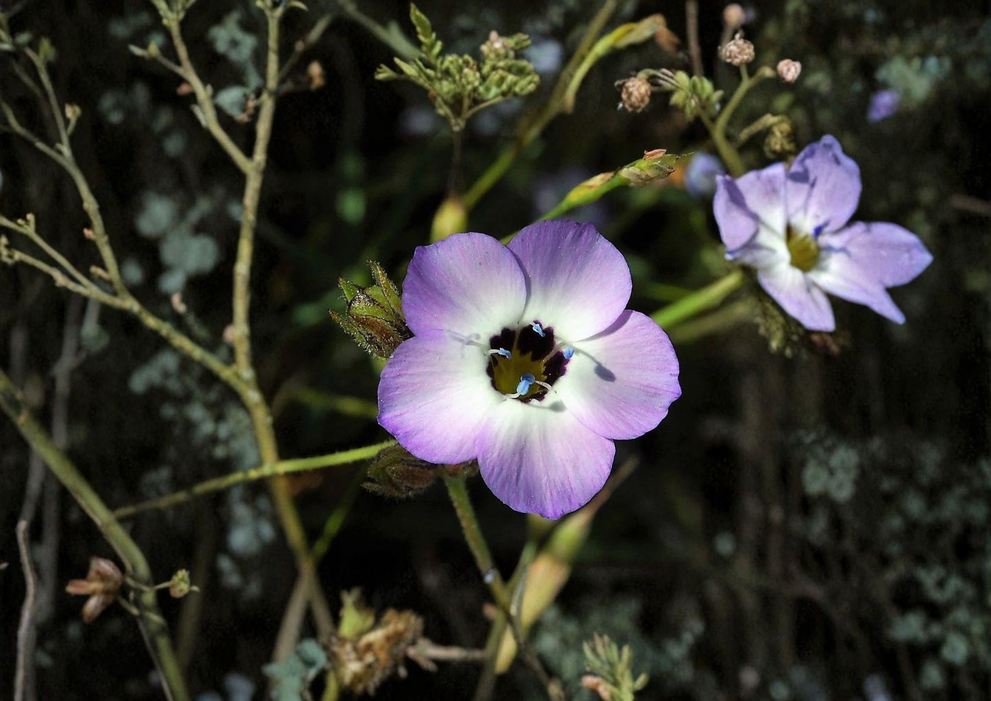 Gilia Tricolor Seeds - 100 Count Blue Purple White Wildflower for Spring Garden - Bird's Eyes Wildflower Seeds