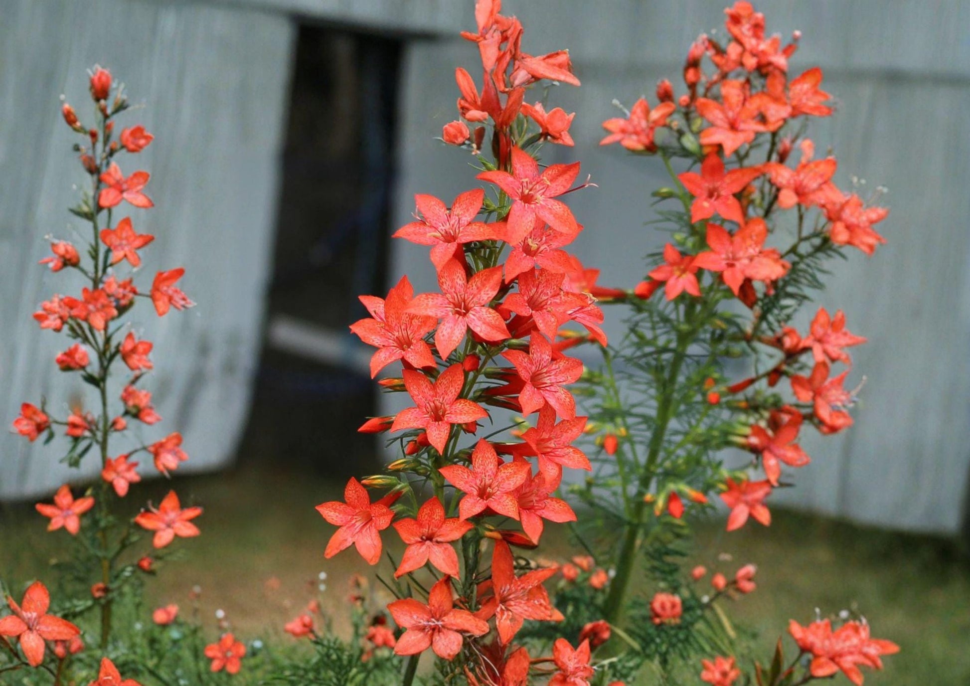 Standing Cypress Seeds - 100 Red Hummingbird Wildflower Seeds - Ipomopsis rubra for Tall Garden Blooms