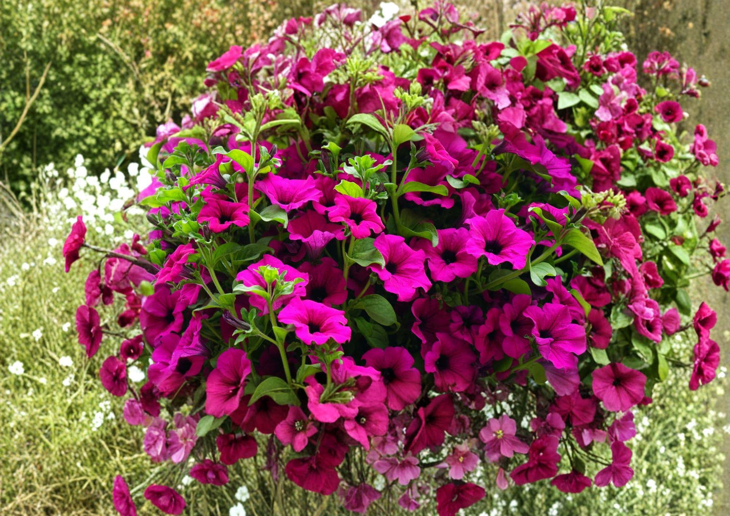 Purple Wild Petunia Seeds - 100 Heirloom Flower Seeds for Summer Garden Blooms - Ruellia humilis