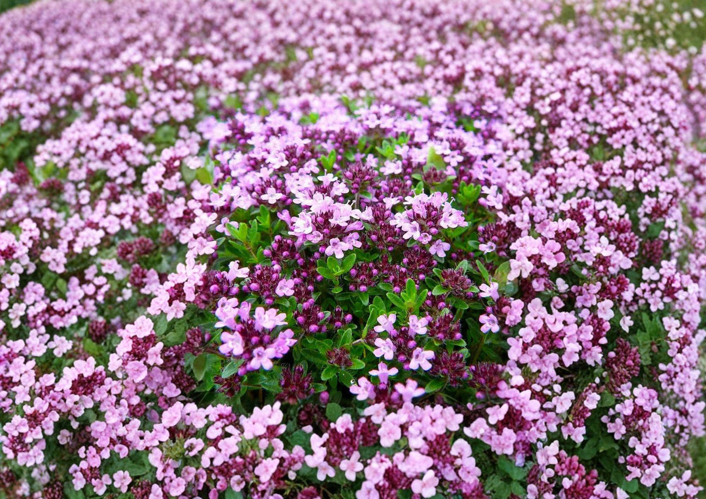 Creeping Thyme Seeds - 100 Non-GMO Fragrant Groundcover Herb Seeds for Rock Garden - Thymus Serpyllum