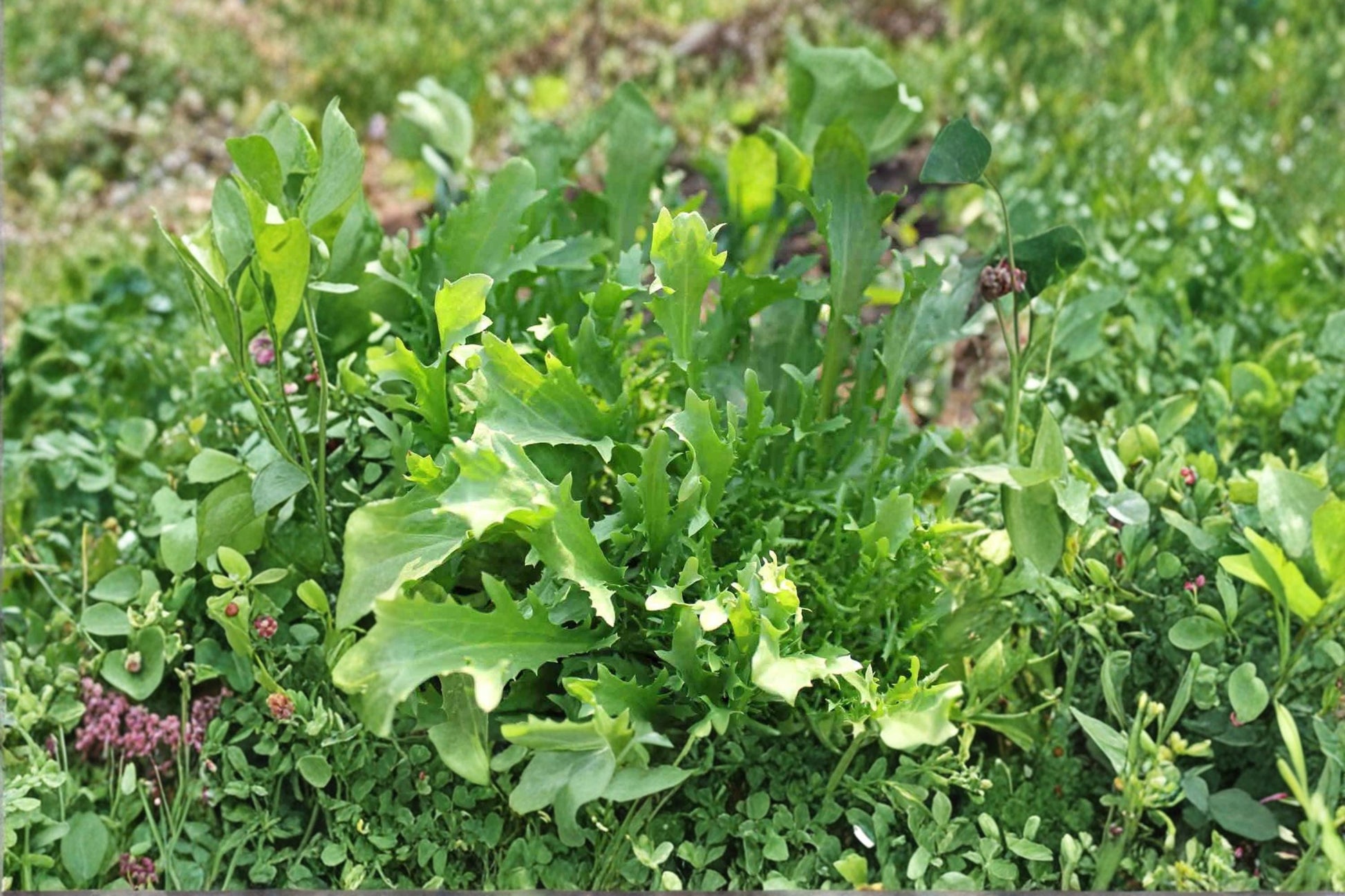 Mizuna Seeds (150) | Japanese Mustard Greens | Brassica rapa | Fast-Growing Leafy Green for Salads and Stir Fry