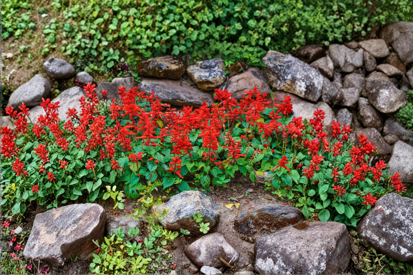Scarlet Sage Seeds (50) | Red Salvia coccinea | Hummingbird & Butterfly Attracting | Easy to Grow, Heat Tolerant