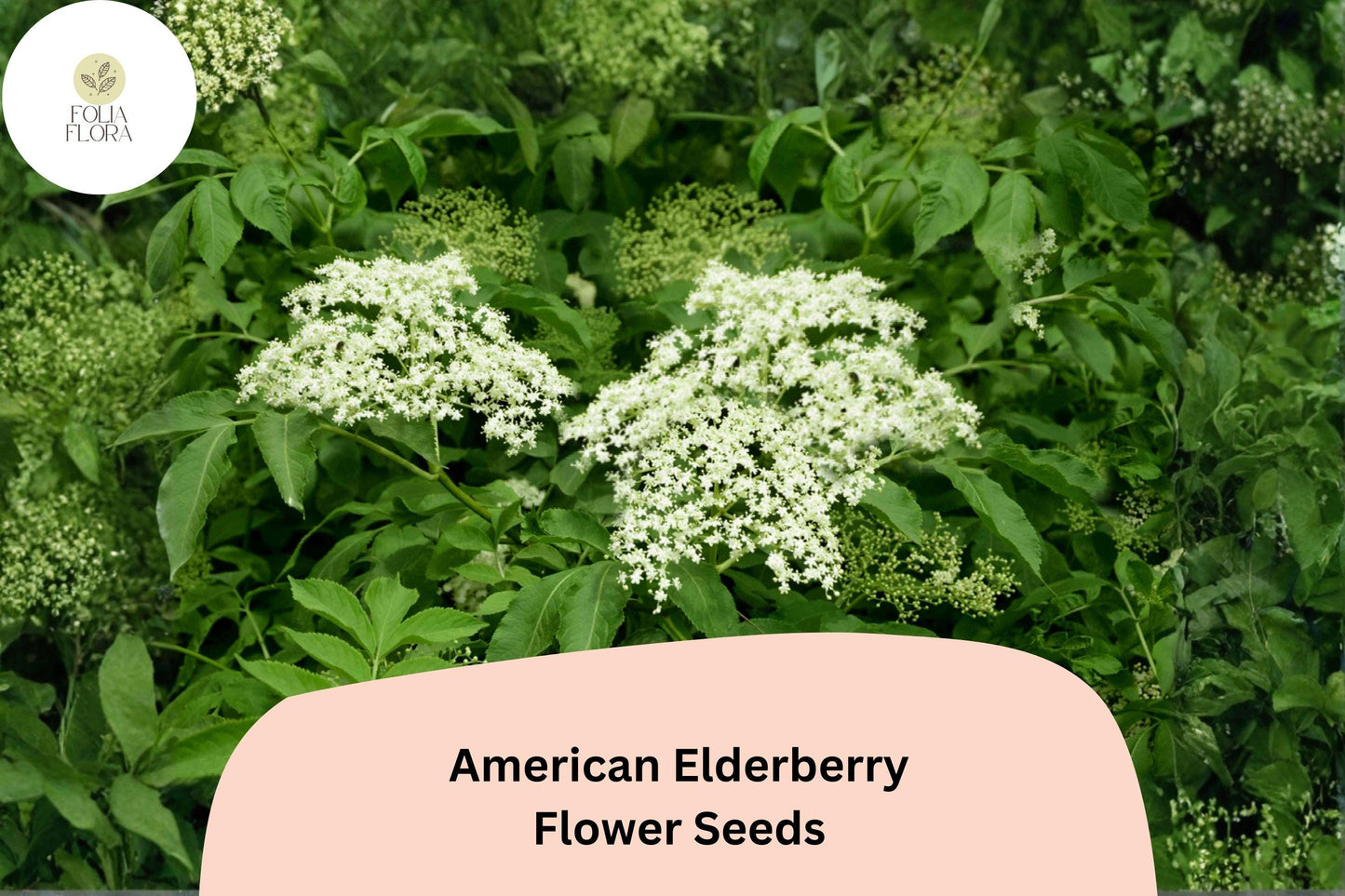 American Elderberry Seeds - 50 Sambucus canadensis - Native Flowering Shrub for Wildlife & Landscape Gardens
