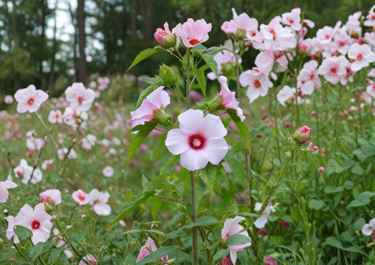 Hibiscus Seeds - Large Pink Rose Mallow - Fast Growing Native Wetland Flower - Hibiscus moscheutos