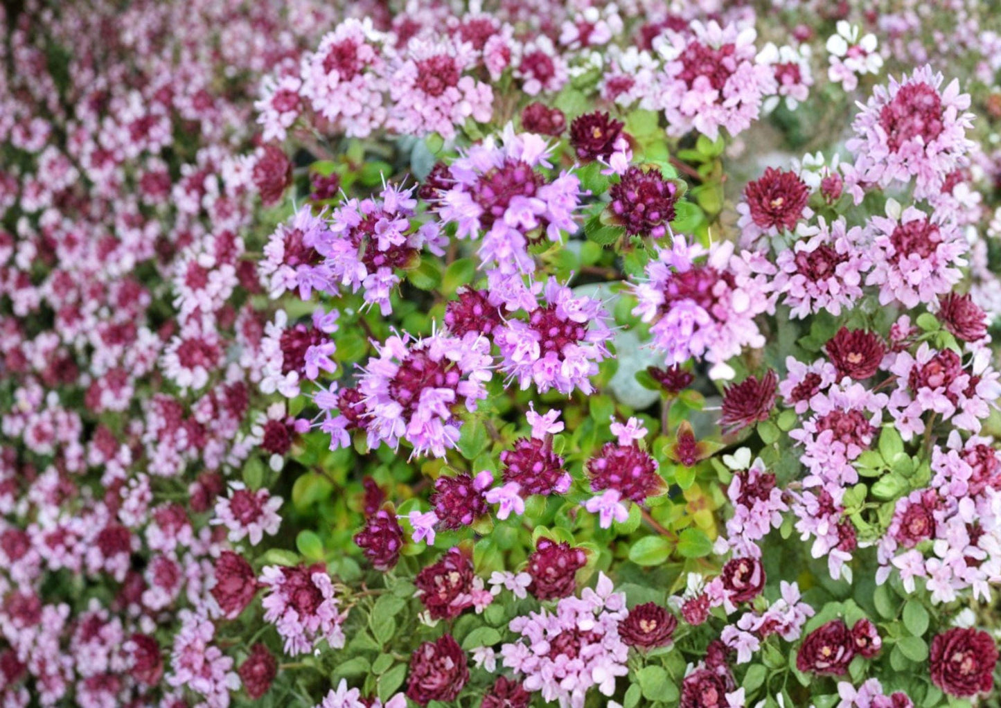 Wild Thyme Seeds - Broad-Leaved Lemon Thyme Herb - Thymus citriodorus - Fragrant Garden Plant - Bloom Haven Nursery