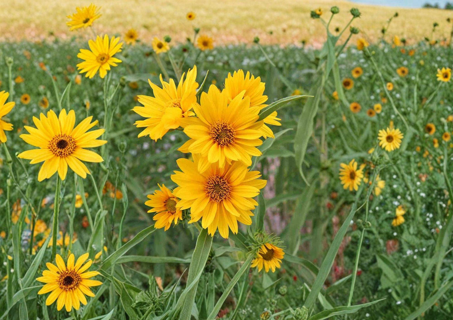 Maximilian Sunflower Seeds - 100 Tall Yellow Flower Seeds for Prairie Garden - Helianthus Maximiliani