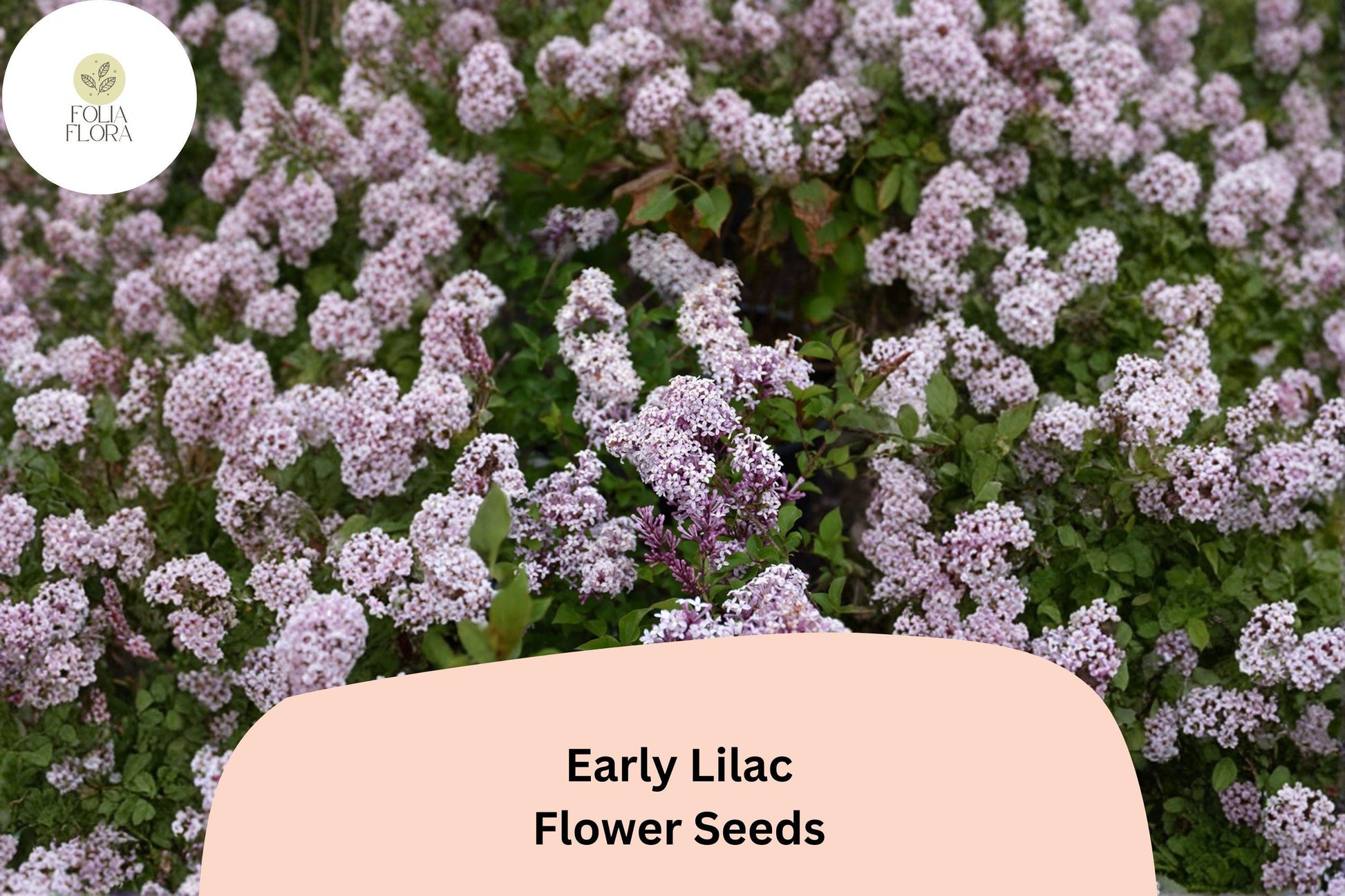 Early Lilac Seeds - 25 Count - Fragrant Purple Lilac Shrub - Syringa oblata - Ornamental Garden Plant for Borders and Hedges