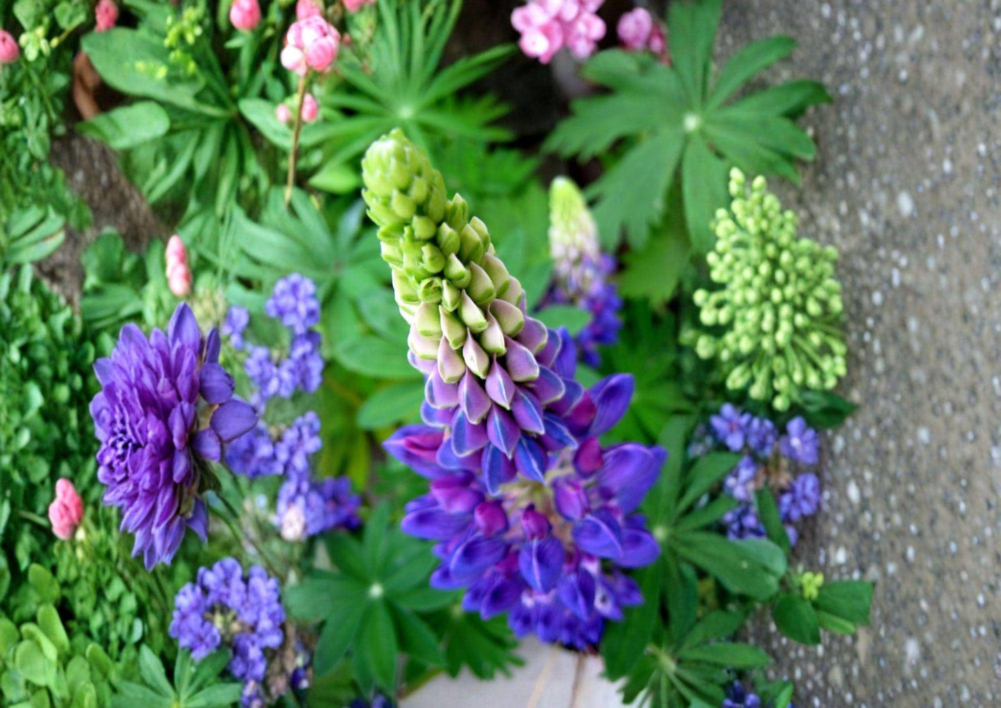 Native Blue Lupine Seeds – 25 Count Perennial Wildflower for Pollinator Gardens – Easy to Grow, Lupinus perennis