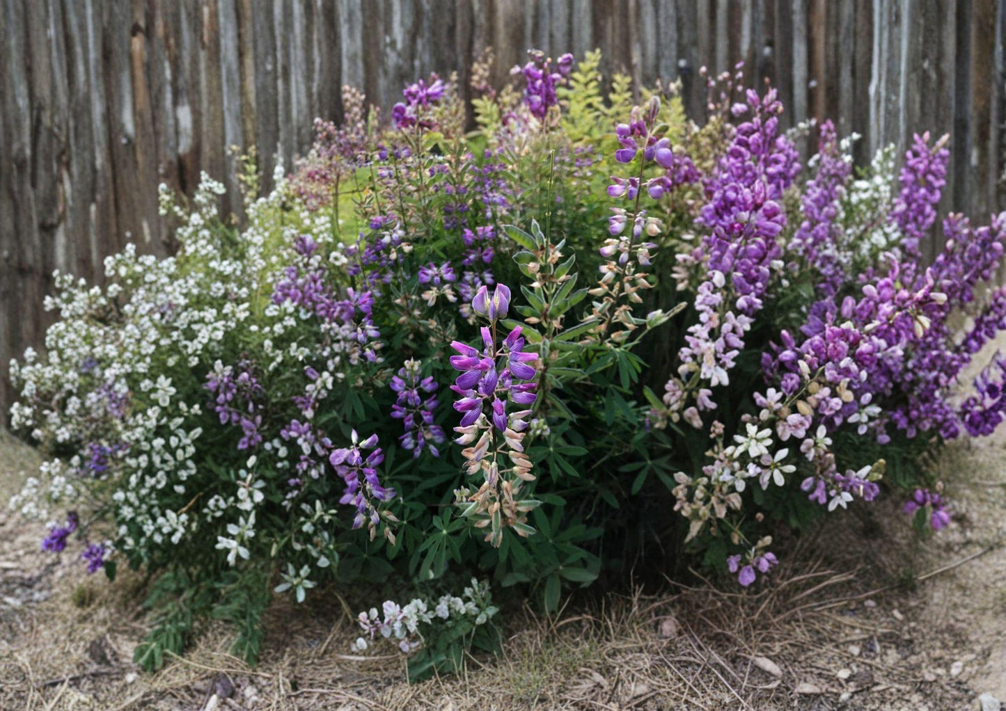 Lupine Seeds - 15 Purple Blue Riverbank Perennial Flower Seeds (Lupinus Rivularis) for Garden - Bloom Haven Nursery