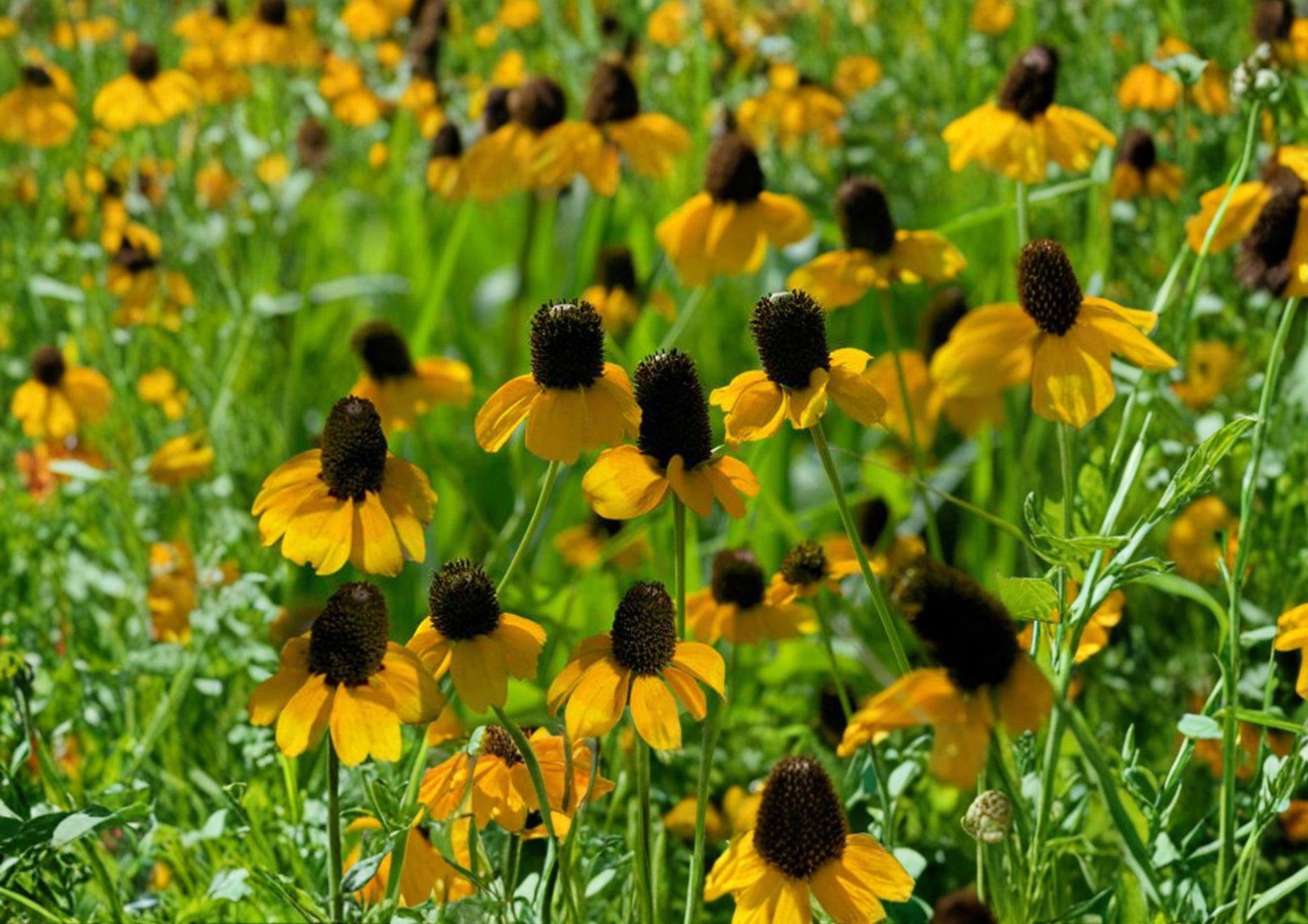 Clasping Coneflower Seeds - 100 Native Yellow Wildflower Seeds for Meadow Garden - Rudbeckia Amplexicaulis