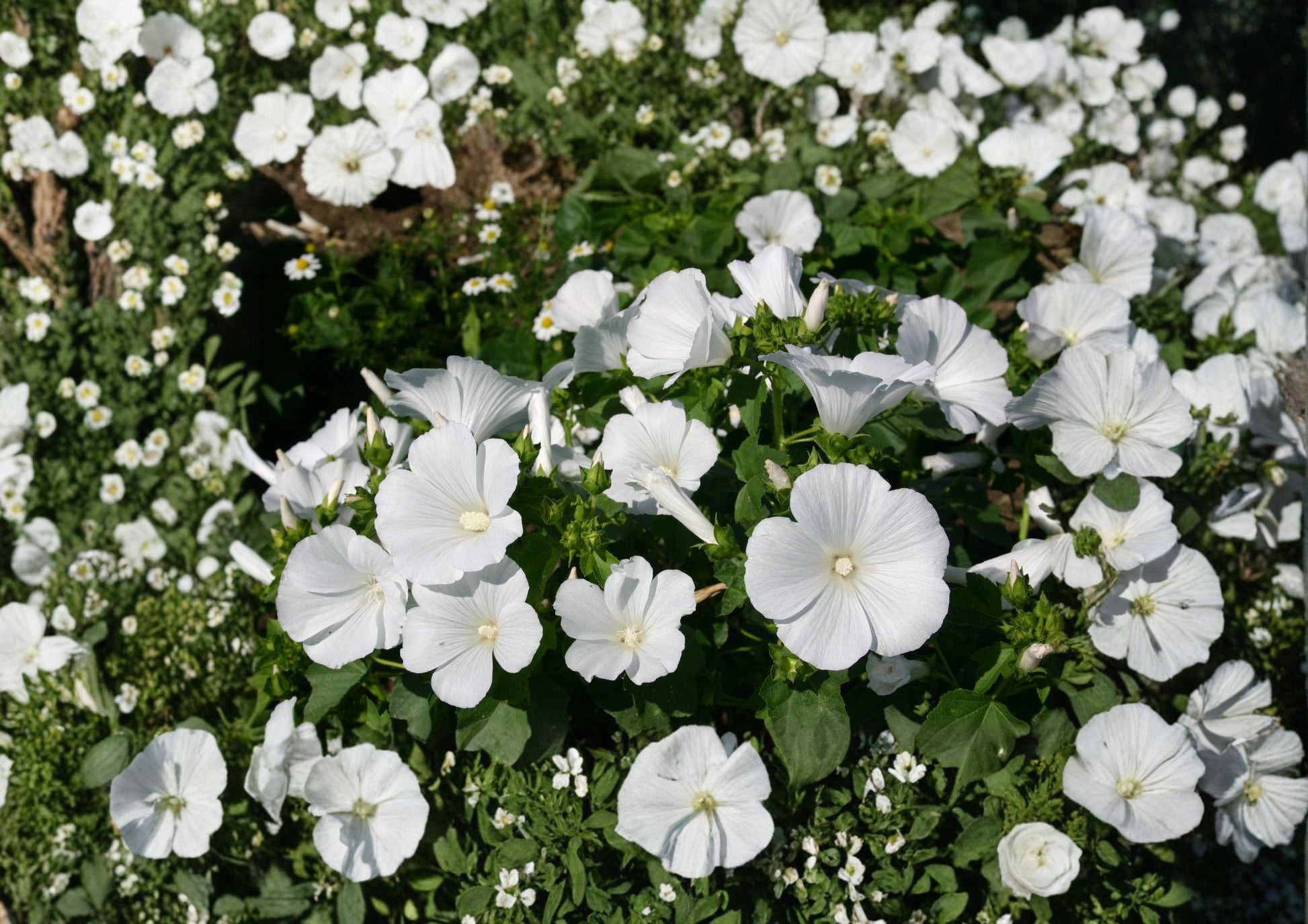 Dwarf White Rose Mallow Seeds - Annual Flower Seeds for Garden - Hibiscus moscheutos