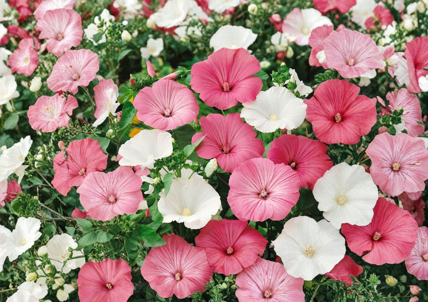 Dwarf Rose Mallow Seeds - Mixed Color Annual Flower Seeds for Summer Garden - Hibiscus moscheutos