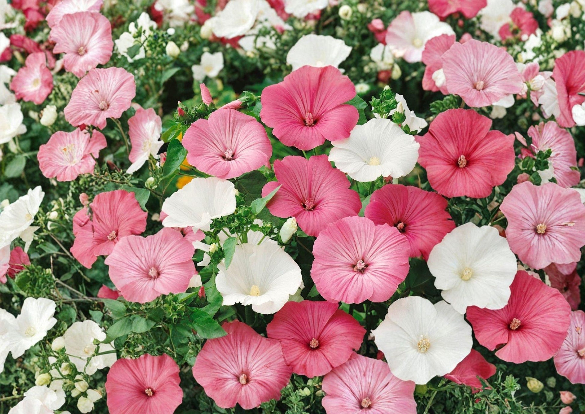 Dwarf Rose Mallow Seeds - Mixed Color Annual Flower Seeds for Summer Garden - Hibiscus moscheutos
