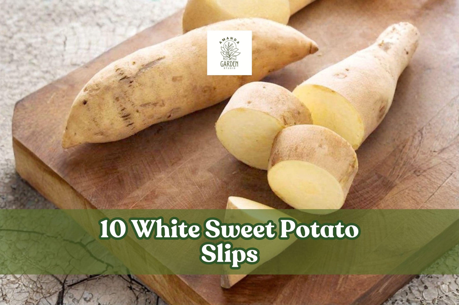 10 White Sweet Potato Slips - Cream Flesh Variety - Ipomoea batatas - Perfect for Warm-Season Gardens & Outdoor Planting