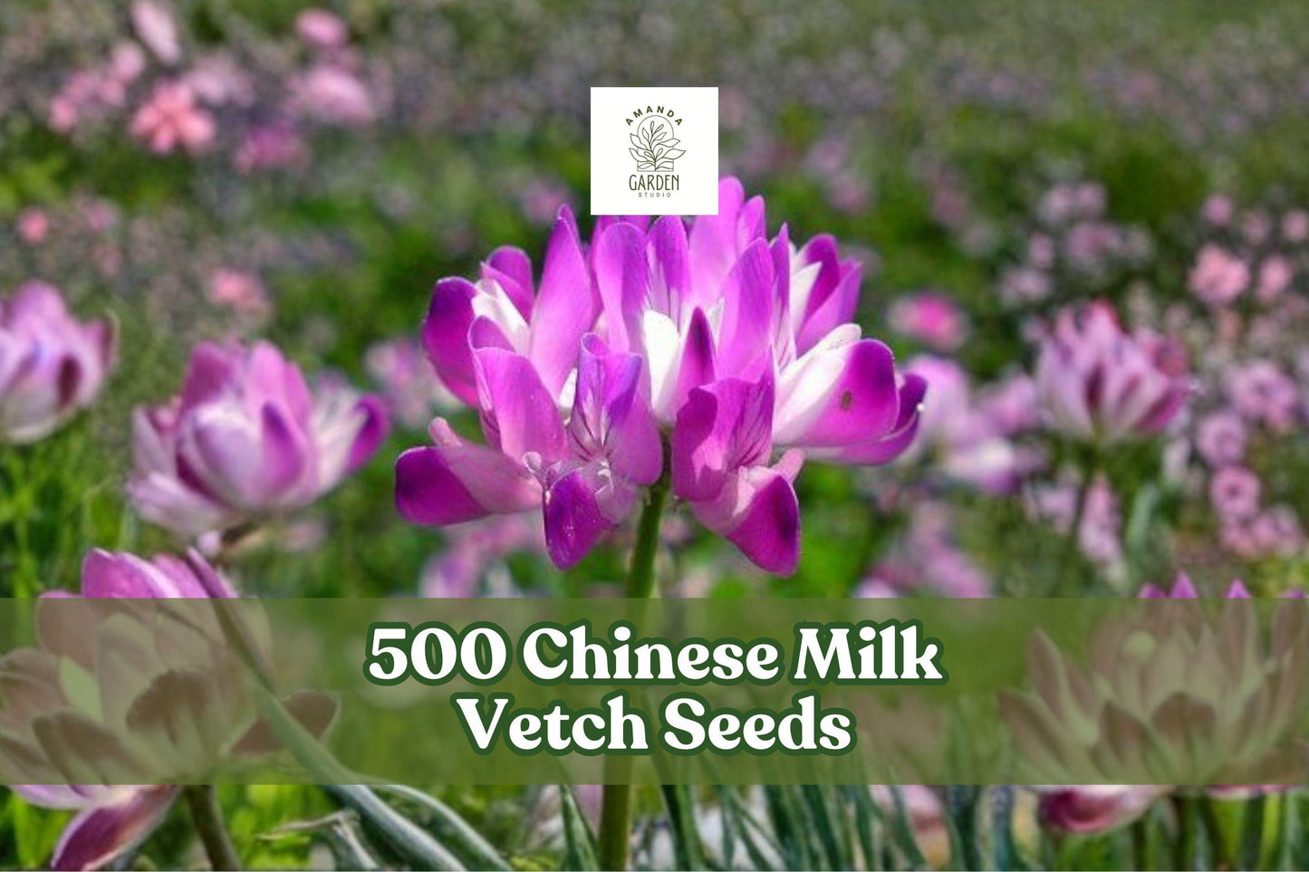 500 Chinese Milk Vetch Seeds - Pink to Purple Flowers - Astragalus sinicus - Annual Cover Crop for Garden & Field Planting