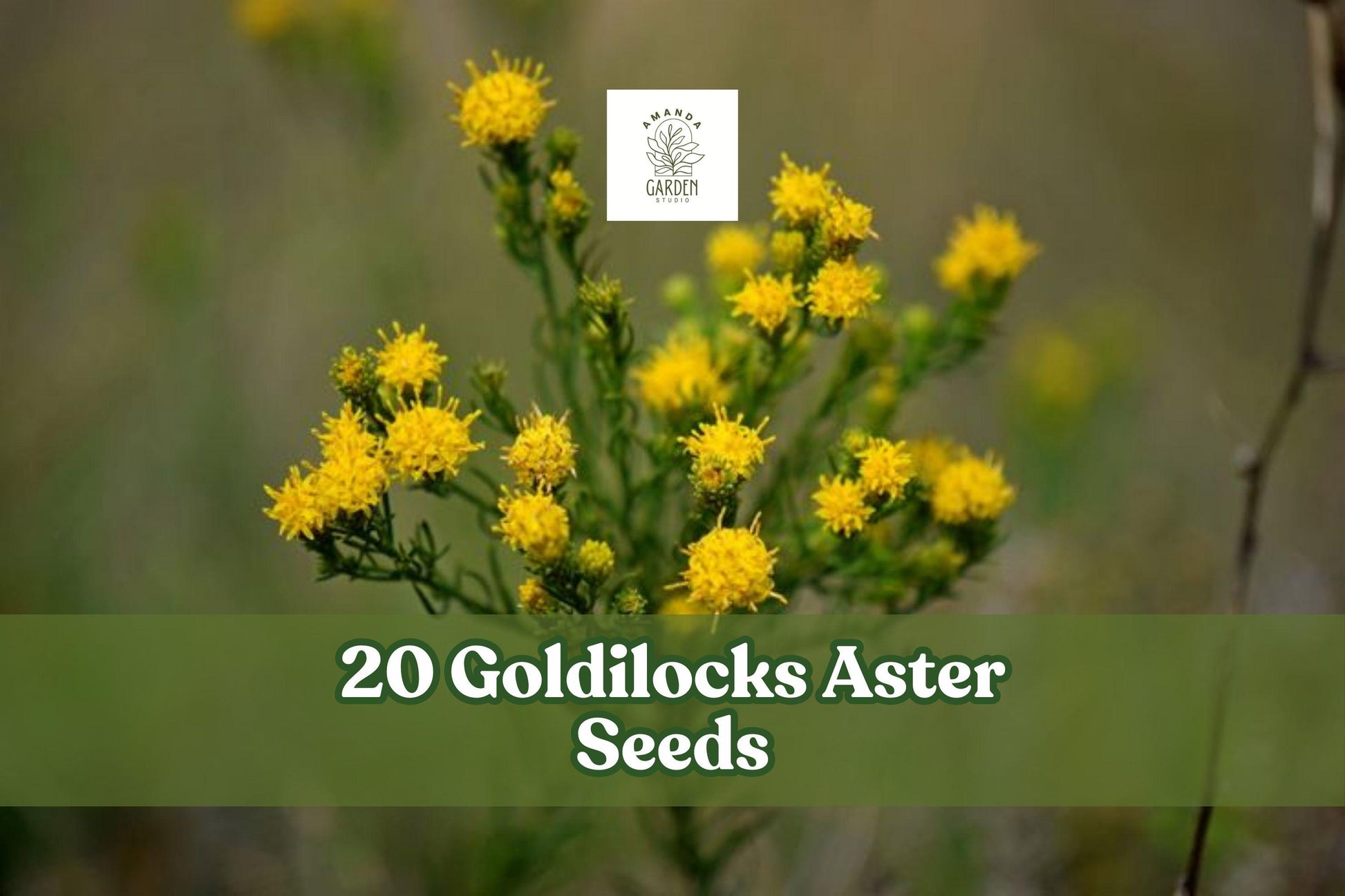 20 Goldilocks Aster Seeds - Yellow Perennial Wildflower - Galatella linosyris - Ideal for Borders & Meadow Gardens