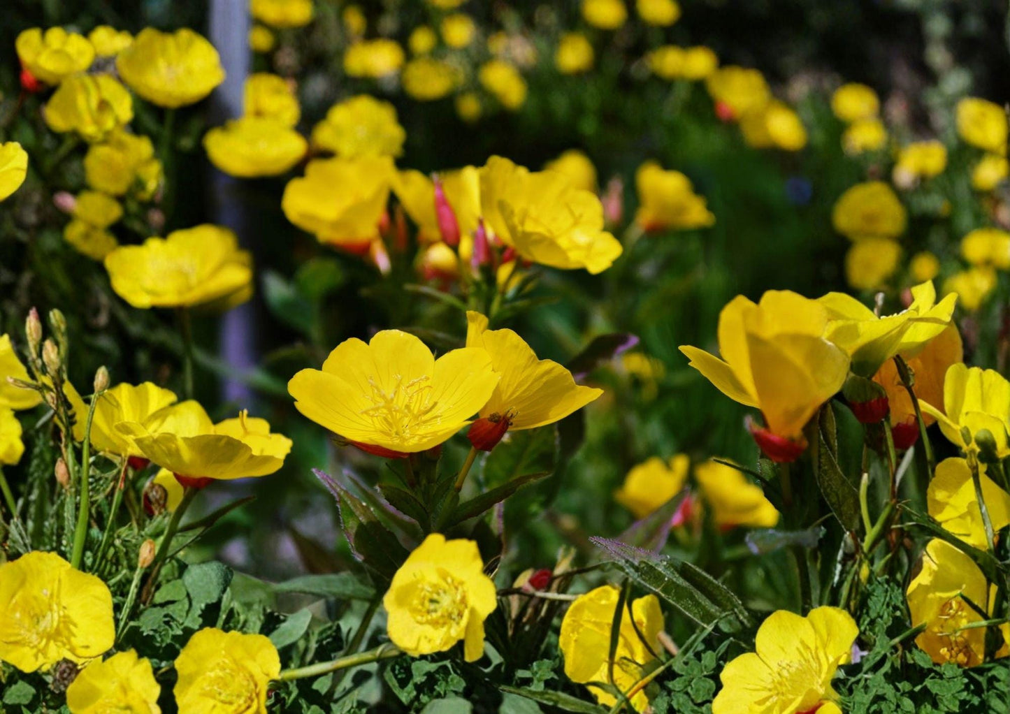 Evening Primrose Seeds - 200 Non-GMO Bright Yellow Night Blooming Flowers - Oenothera Lamarckiana