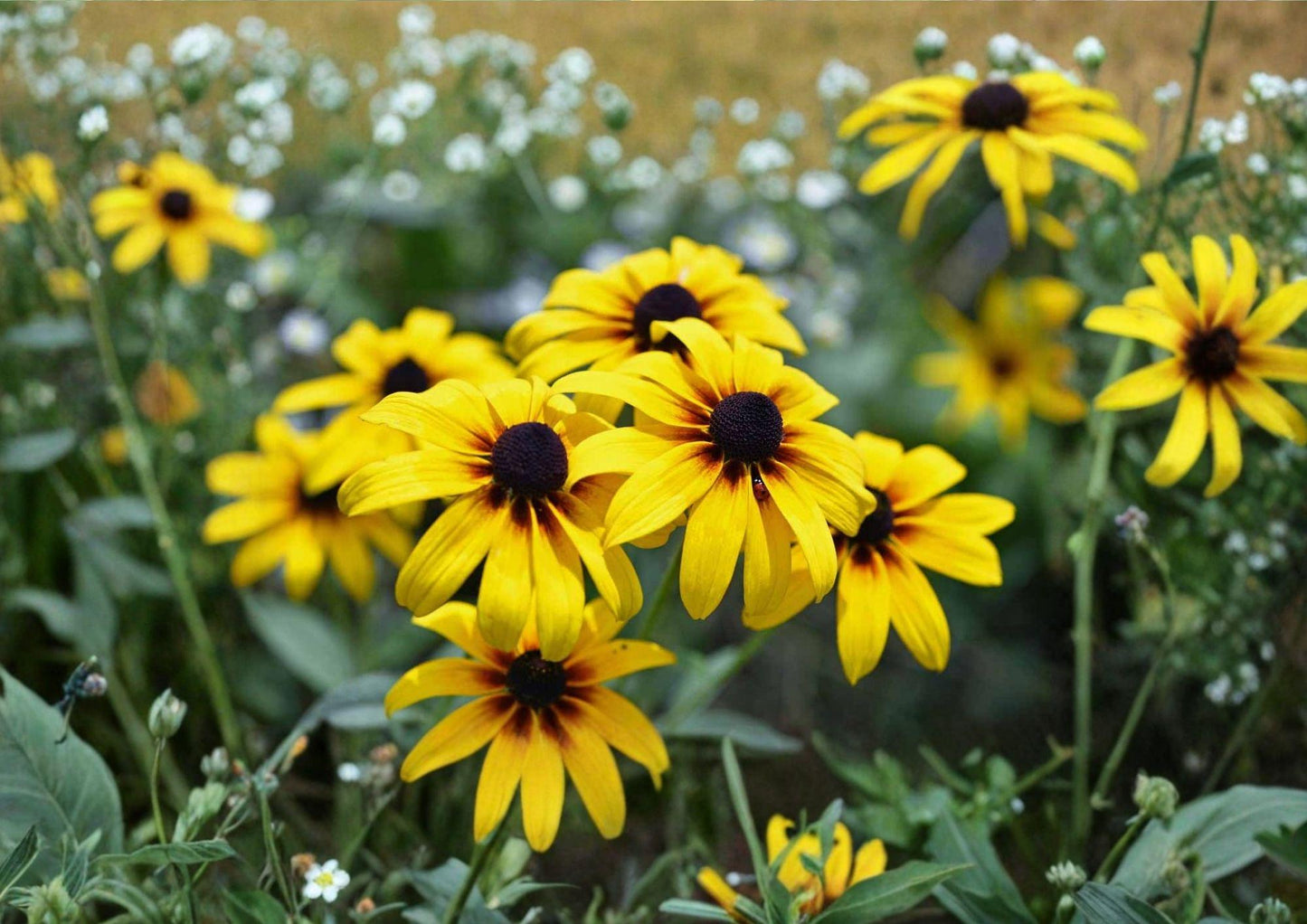 Black Eyed Susan Seeds - 400 Bright Yellow Wildflower Seeds for Meadow Garden - Rudbeckia hirta