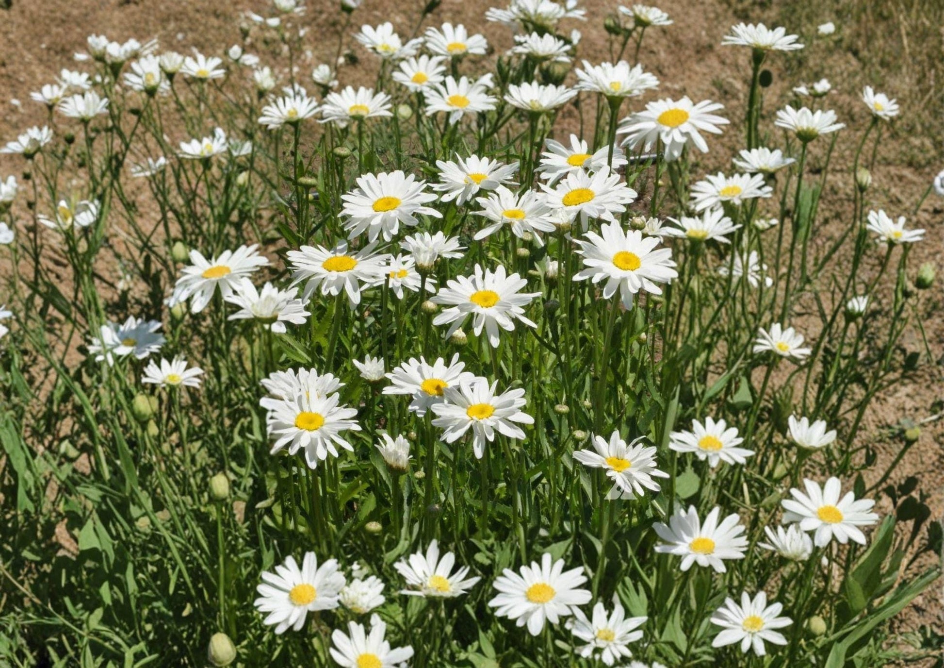 Shasta Daisy Seeds - Classic White Perennial Blooms (100 Seeds) - Easy to Grow, Garden Borders, Leucanthemum × superbum