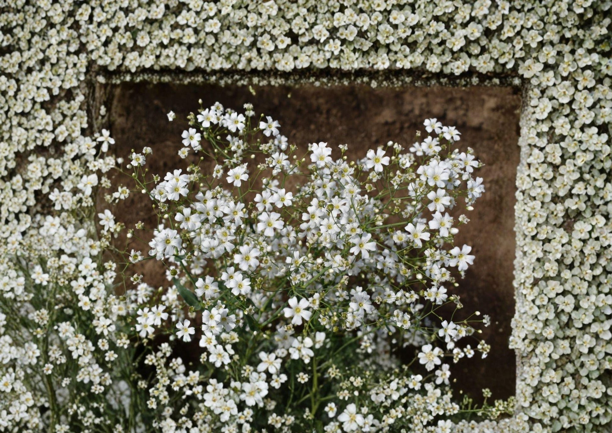 Baby's Breath Seeds - Covent Garden Variety - White Annual Blooms for Bouquets & Gardens - Fast Growing Gypsophila elegans