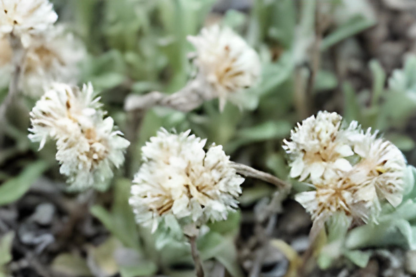 Pussytoes Seeds (100) | Drought Tolerant Native Wildflower | Antennaria parvifolia | Low-Growing Silvery Foliage