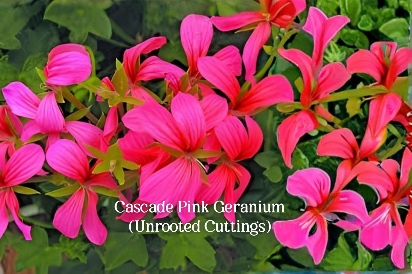 Cascade Pink Geranium Cuttings - 3 Live Unrooted Trailing Ivy Pelargonium - Pelargonium peltatum ‘Cascade Pink’