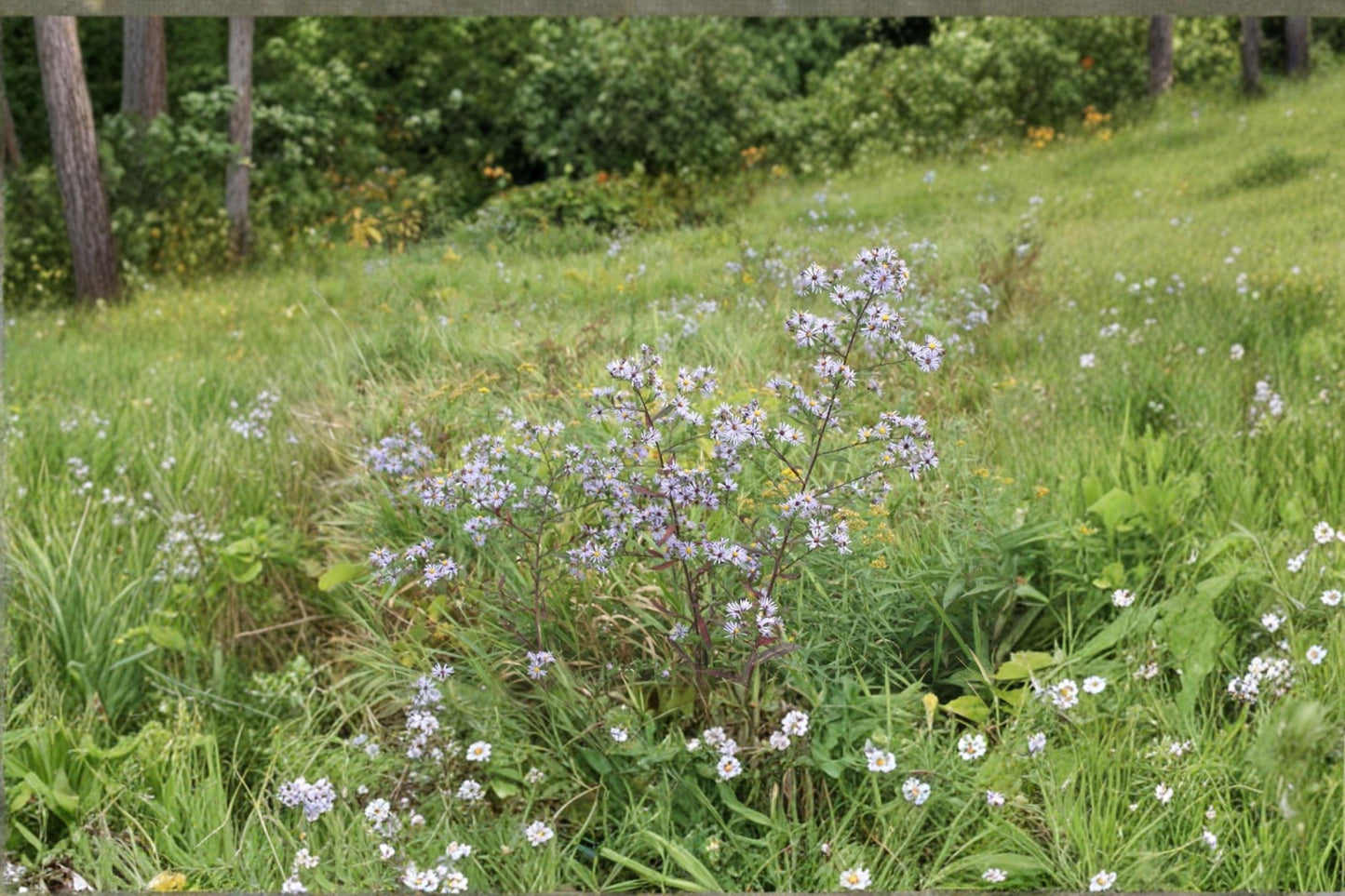 Swamp Aster Seeds (100) | Purple Native Perennial | Symphyotrichum puniceum | Easy to Grow for Rain Gardens & Pollinators