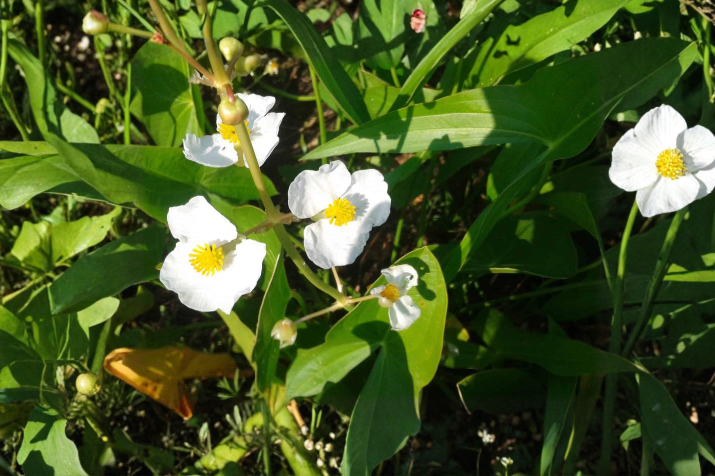 Common Arrowhead Seeds (100) | Sagittaria latifolia | Aquatic Perennial for Ponds & Wetlands | Easy to Grow
