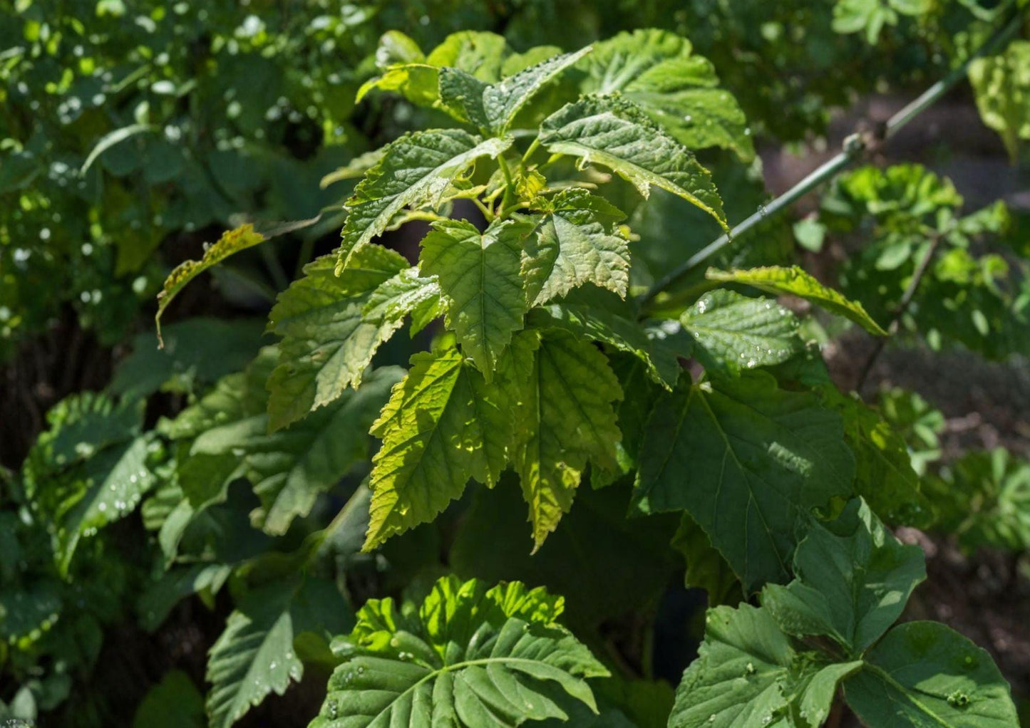 Green Barked Maple Tree Seeds - Striped Ornamental Variety - Vibrant Autumn Color - Non-GMO Acer pensylvanicum