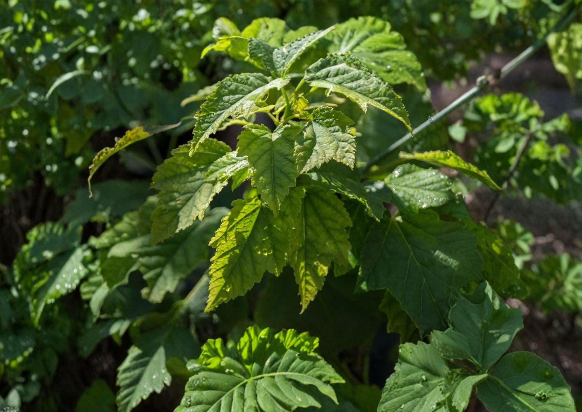 Green Barked Maple Tree Seeds - Striped Ornamental Variety - Vibrant Autumn Color - Non-GMO Acer pensylvanicum