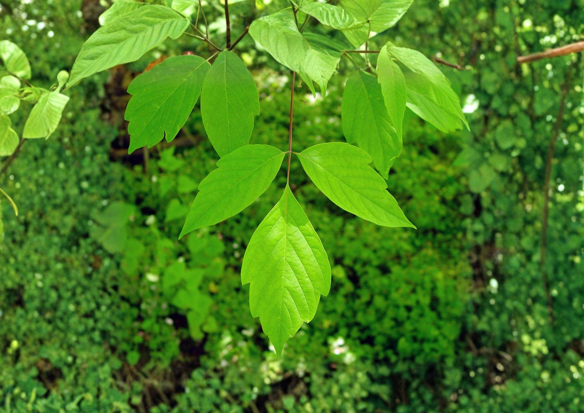 Boxelder Manitoba Maple Tree Seeds - Fast Growing Hardy Shade Trees (10 Seeds) - Acer negundo