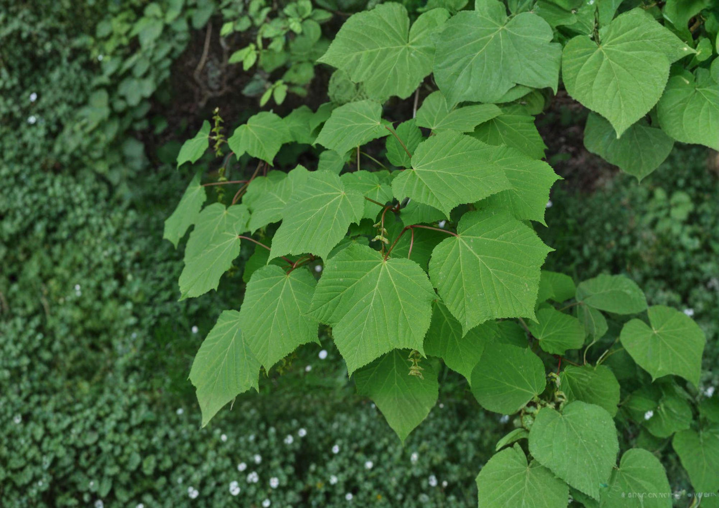Manchurian Striped Maple Seeds - Ornamental Snake Bark, Green Bark, Autumn Color - Acer tegmentosum