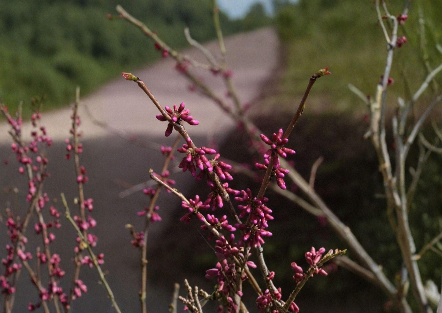 Chinese Redbud Tree Seeds - Ornamental Pink Flowering Tree, Heart-Shaped Leaves - Cercis chinensis