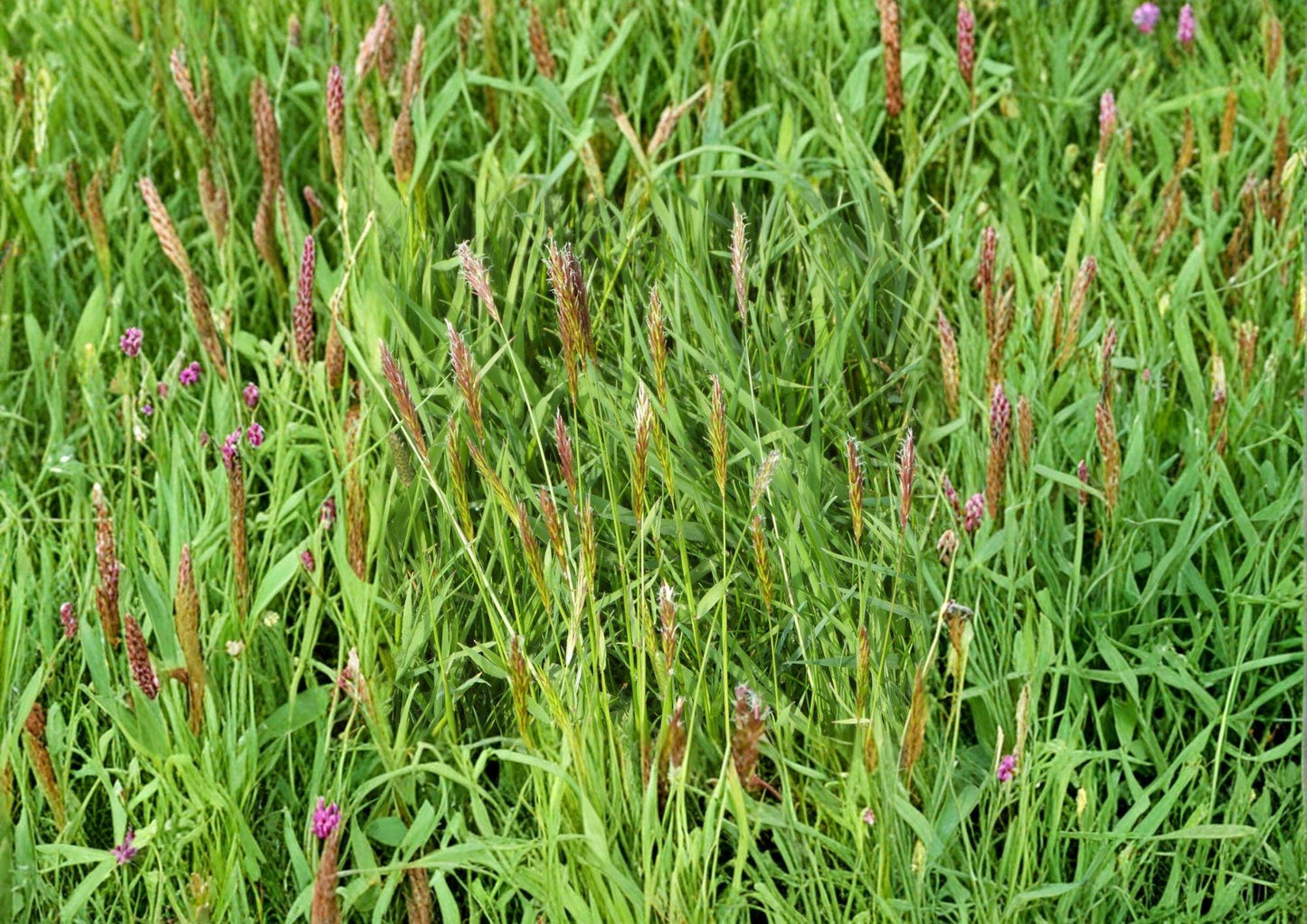 Sweet Vernal Grass Seeds - Fast Growing Hardy Perennial for Meadows, Lawns, Hay - Anthoxanthum odoratum