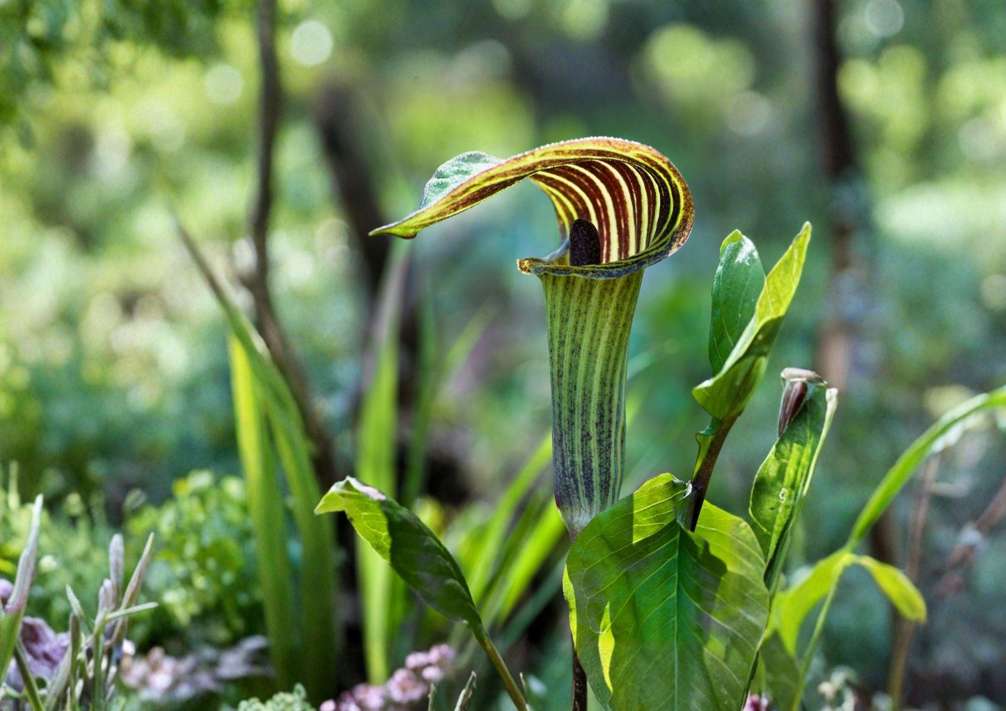 Arisaema Triphyllum Seeds - Rare Jack in the Pulpit Woodland Perennial Flower - Bloom Haven Nursery