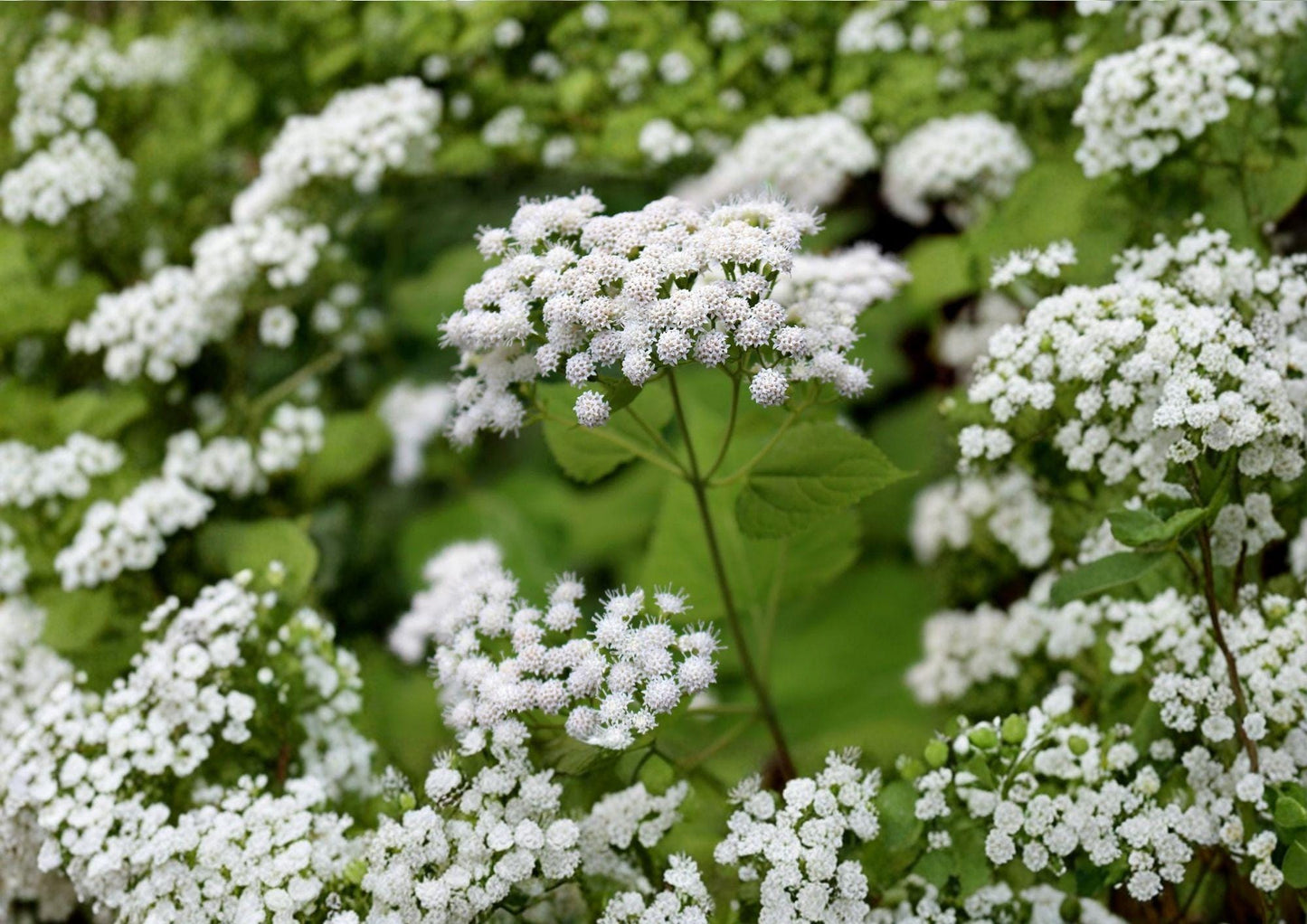 White Snakeroot Seeds - Hardy Perennial Wildflower for Woodland Gardens - Ageratina altissima - New Harvest Quality