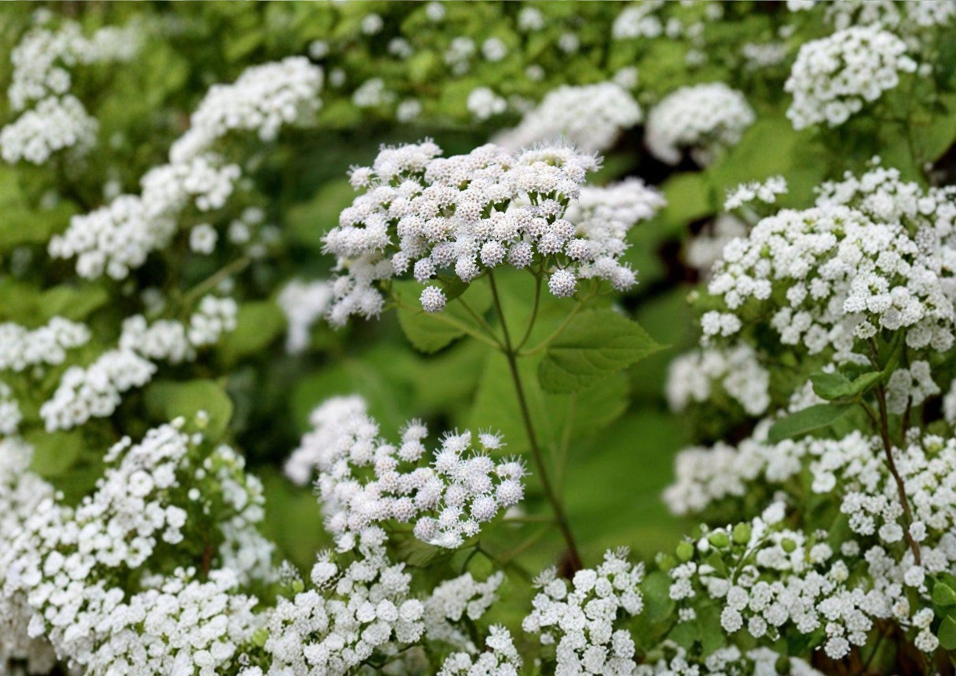 White Snakeroot Seeds - Hardy Perennial Wildflower for Woodland Gardens - Ageratina altissima - New Harvest Quality