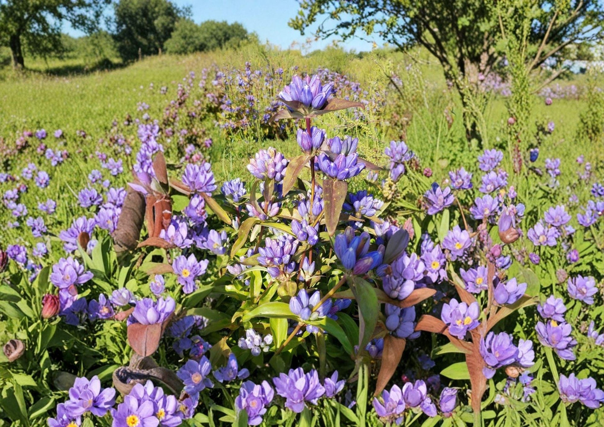 Bottle Gentian Seeds - Rare Deep Blue Flowers - Gentiana andrewsii - Woodland Garden Perennial, Fast Shipping