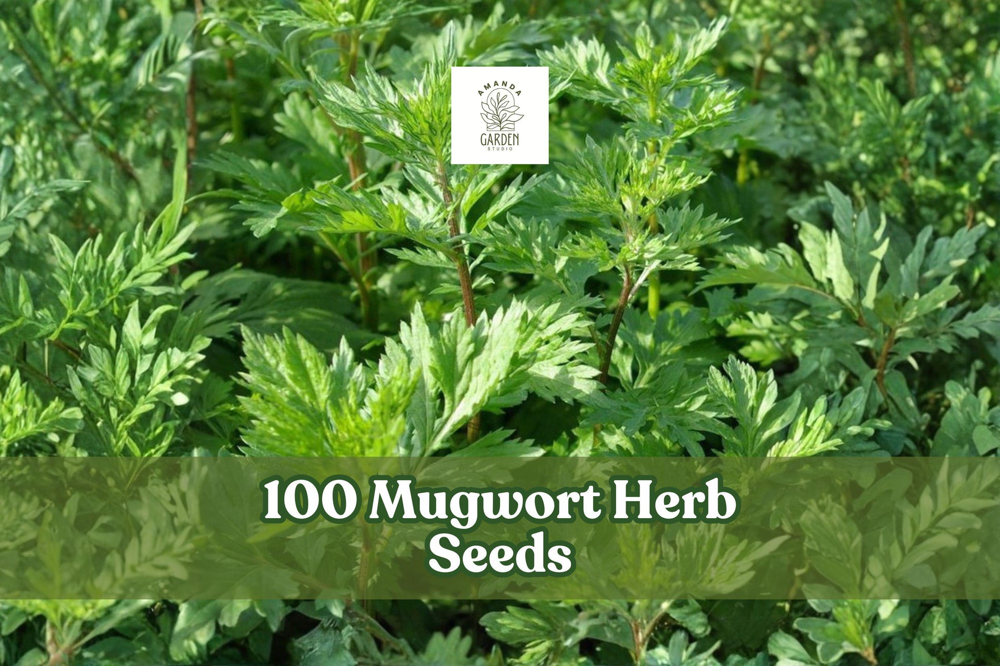 100 Mugwort Herb Seeds - Silvery-Green Foliage - Artemisia vulgaris - Easy to Grow Perennial for Herb Gardens and Landscapes