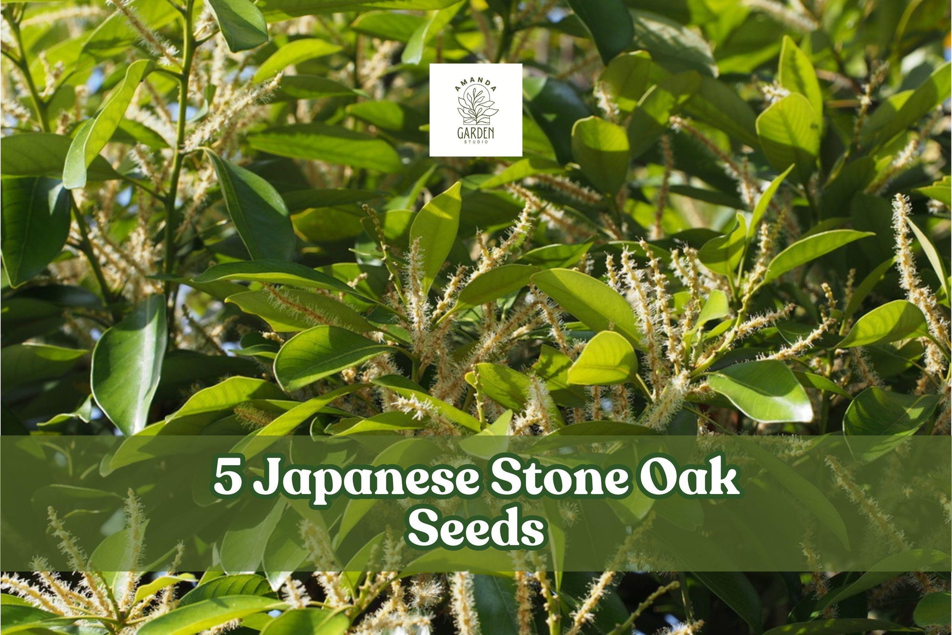 Japanese Stone Oak Seeds - 5 Pack - Lithocarpus edulis - Evergreen Ornamental Tree for Landscape and Garden