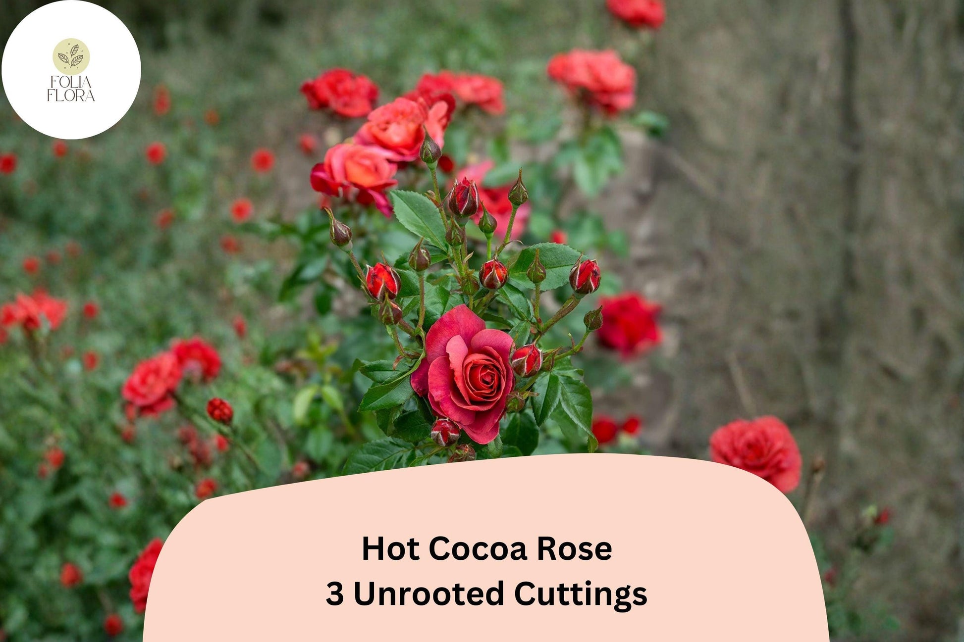 Hot Cocoa Rose Cuttings - 3 Unrooted Rare Red Floribunda Cuttings for Rooting - Rosa hybrid ‘Hot Cocoa’
